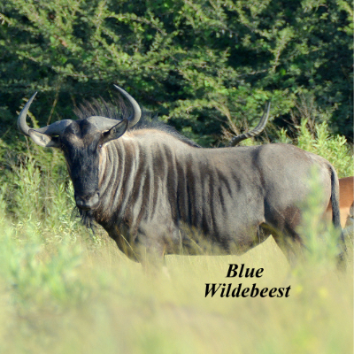 Blue Wildebeest